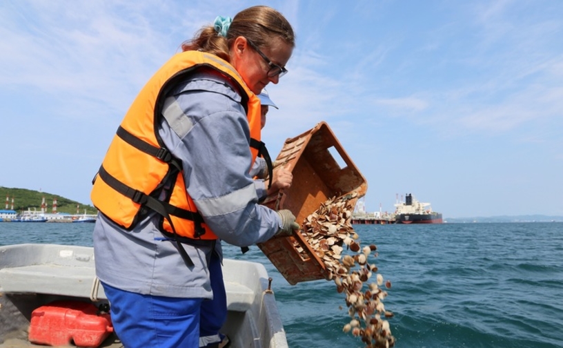 Нефтепорт Козьмино выпустил 10 тыс. особей гребешка в залив Находка/